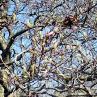 Nest in plum blossom, Princeton, (2011)