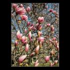 Plum blossoms, Princeton, (2011)